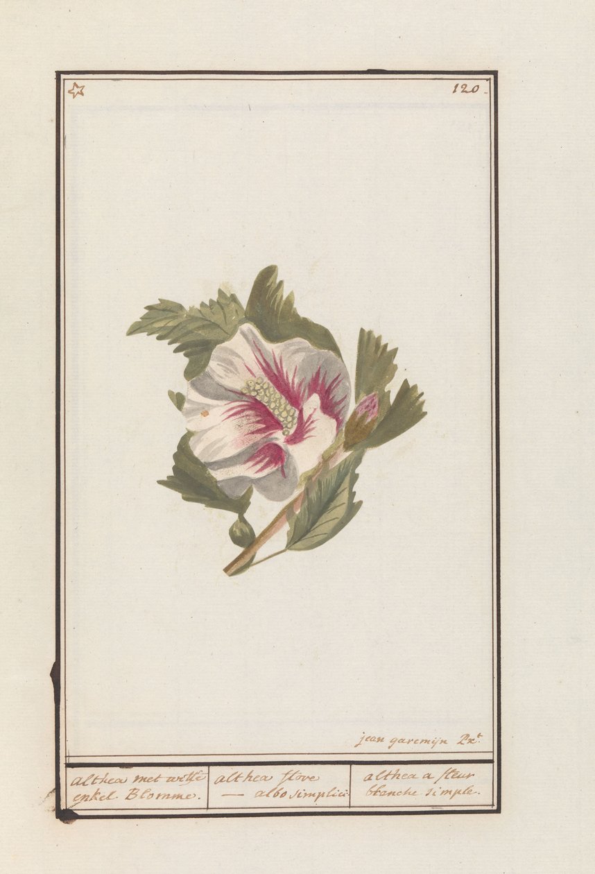 Hibiszkusz (Hibiscus syriacus) Althea fehér virágokkal. / althea flore - fehér egyszerűen. / althea egy egyszerű fehér virág (cím a tárgyon) alkotó: Jan Anton Garemyn