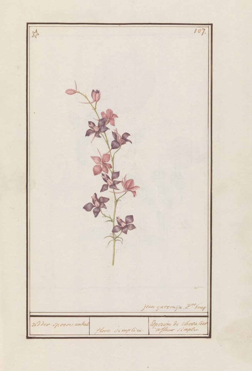 Larkspur (Consolida) lovag sarkantyú bokája. / virág egyszerű. / Esperon de chevalier afluer simple. (cím a tárgyon) alkotó: Jan Anton Garemyn