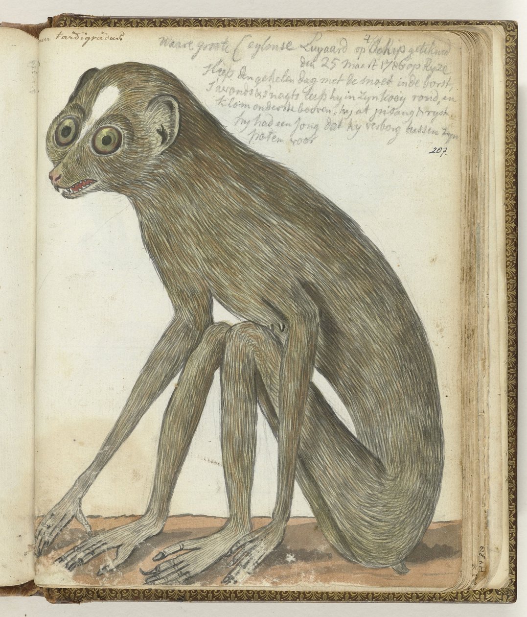 Ceylone Sloth alkotó: Jan Brandes