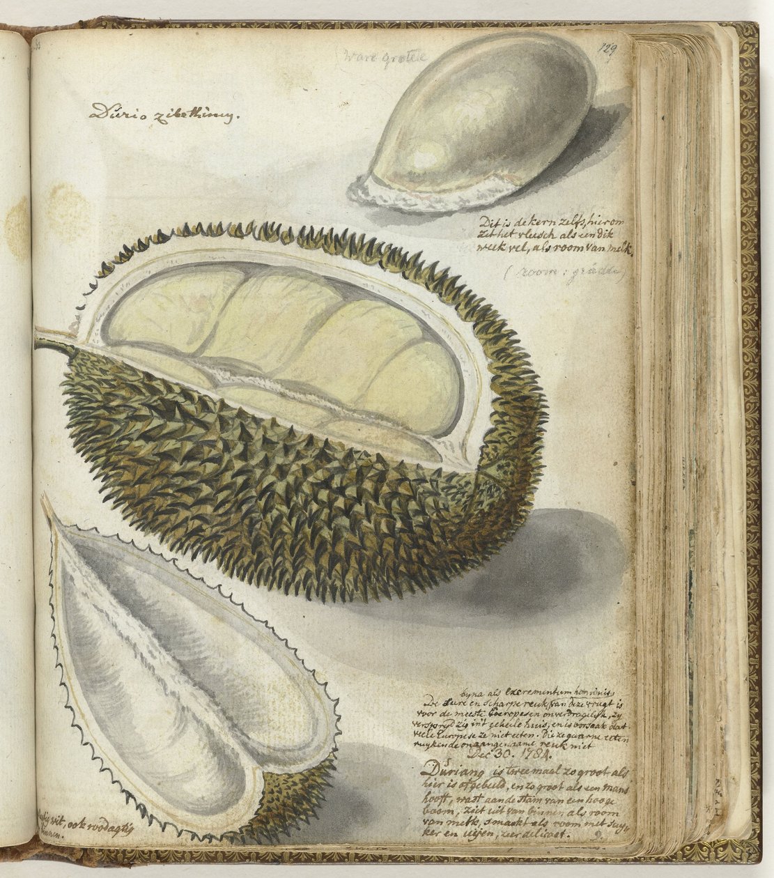 Durian alkotó: Jan Brandes