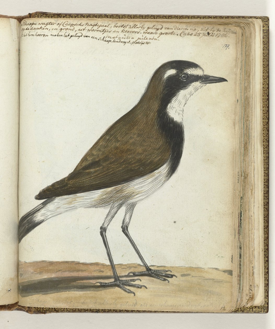 Sheep Bird vagy Cape Nightingale alkotó: Jan Brandes