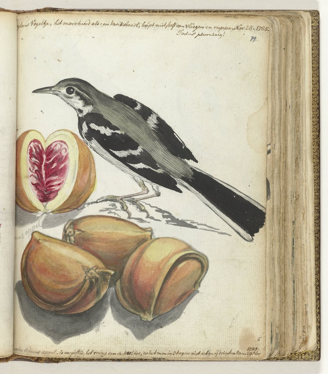 Wagtail gyümölcsökkel alkotó: Jan Brandes