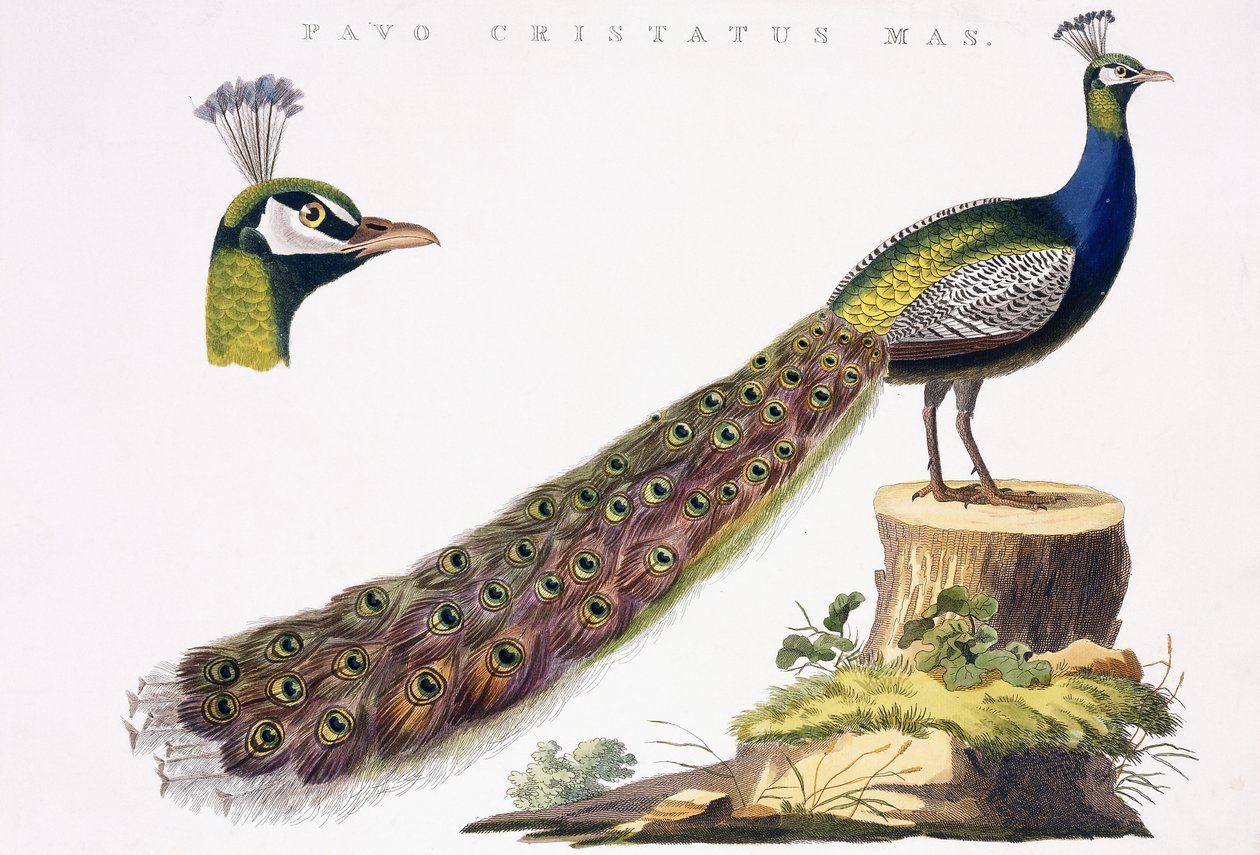 Páva, 1809-1829 körül alkotó: Jan Christiaen Sepp