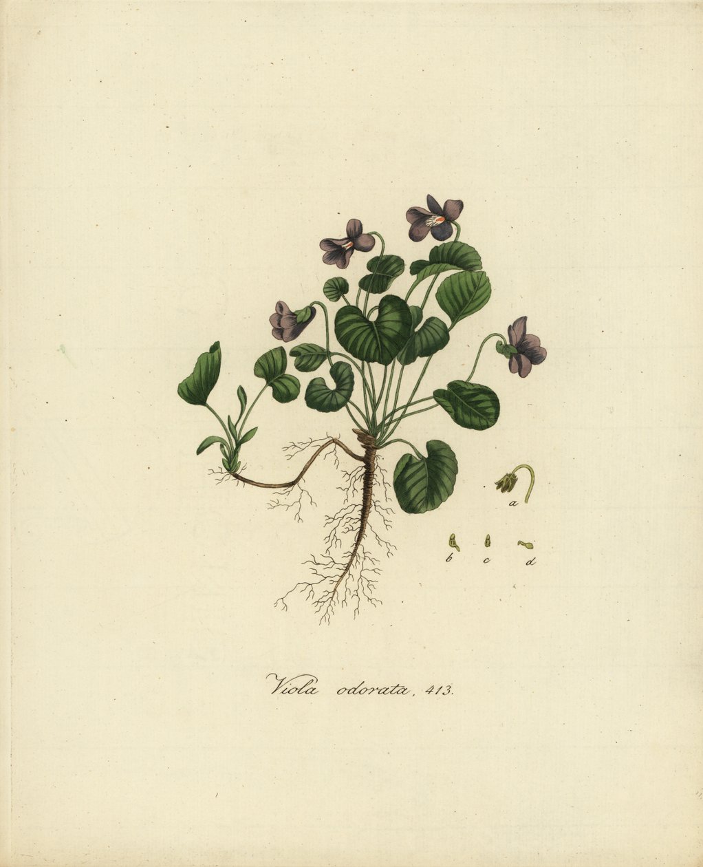 Édes ibolya vagy angol ibolya, Viola odorata alkotó: Jan Christiaen Sepp