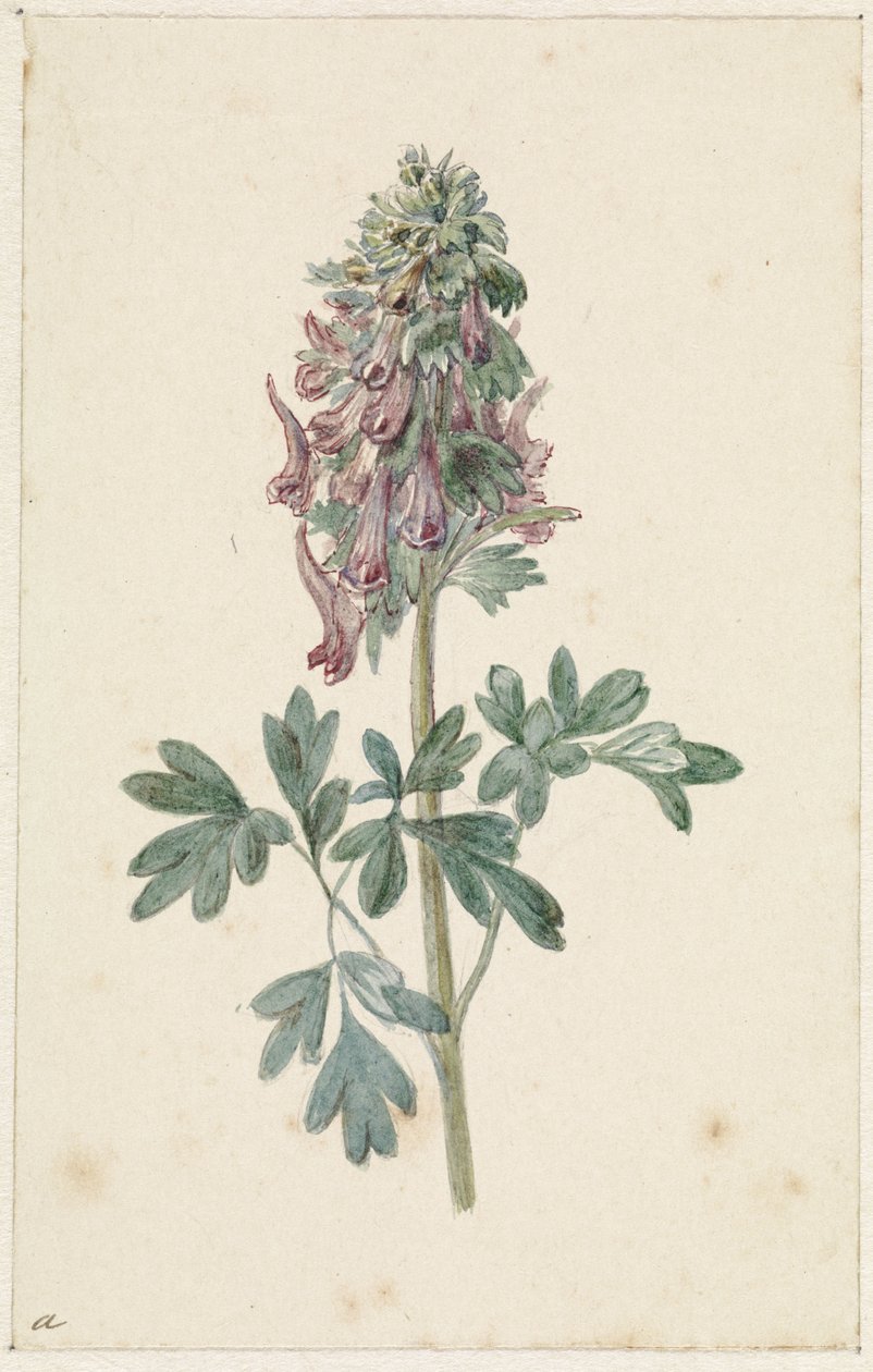 Virágzó Corydalis bulbosa alkotó: Jan Jacob Goteling Vinnis