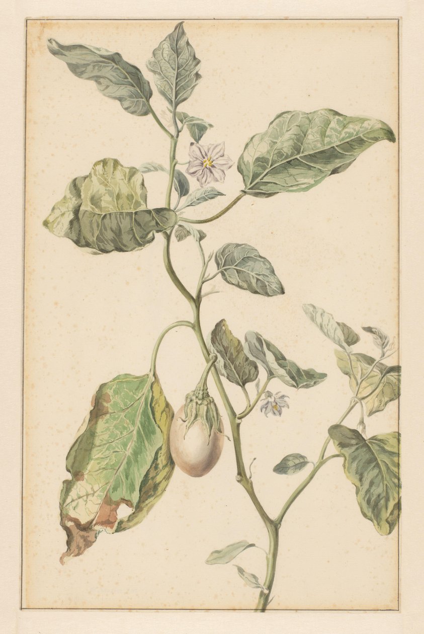 Padlizsán (cím a tárgyon) alkotó: Jan Jansz. van der Vinne