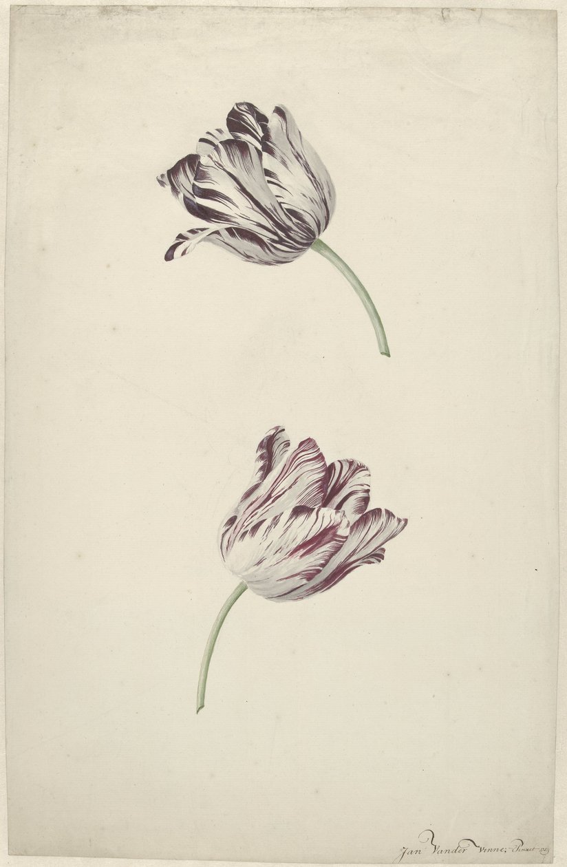 Két piros-fehér tulipán alkotó: Jan Jansz. van der Vinne