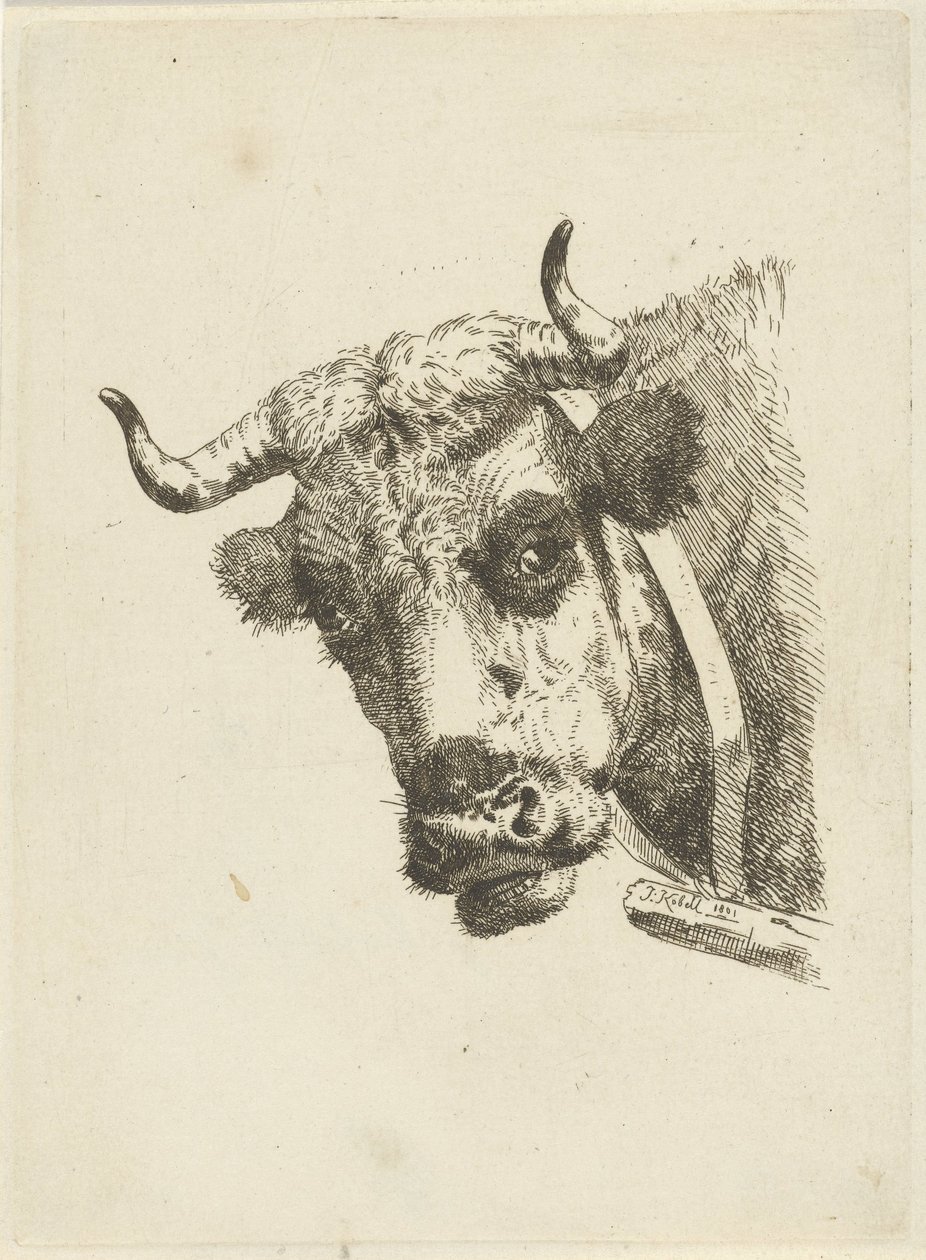 tehén fejét alkotó: Jan Kobell (II)