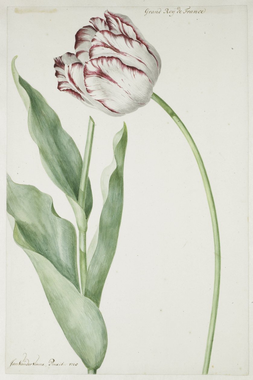 Grand Roy de France tulipán alkotó: Jan Laurensz. van der Vinne
