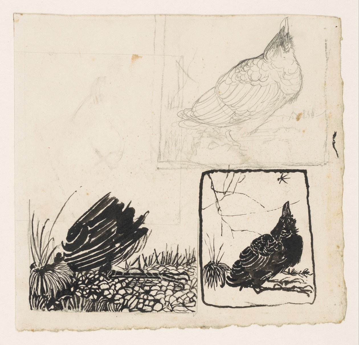 Crow, felnéz a szúnyogra alkotó: Jan Mankes
