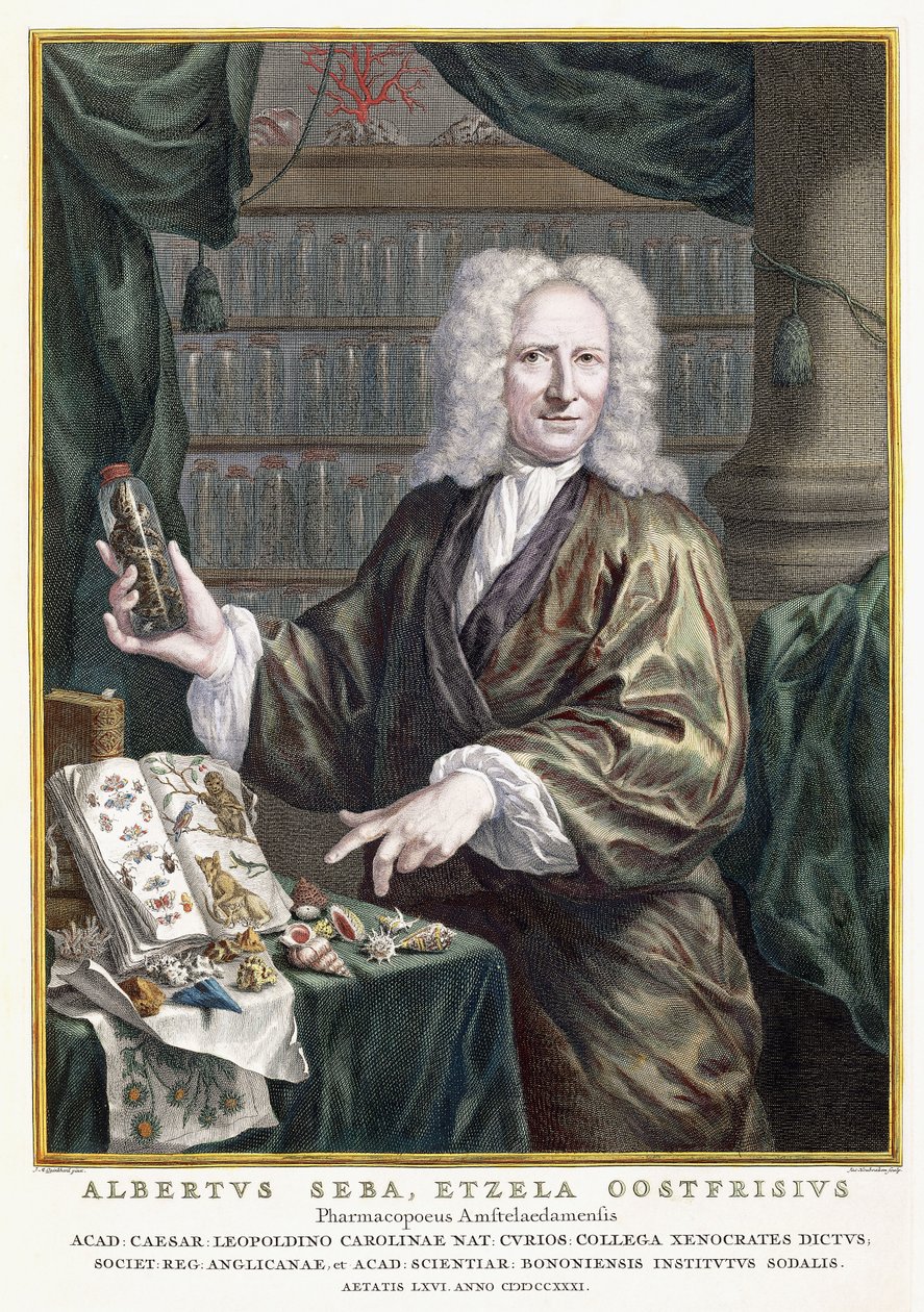 Albertus Seba portréja, "A természeti kincsek legpontosabb leírása", 1734-1765 alkotó: Jan Maurits Quinckhardt