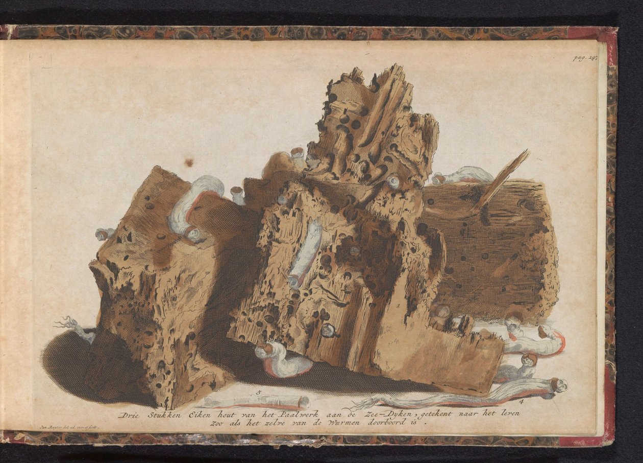 A cölöpmunka hajóférgek által érintett részei, 1731 Három darab tölgyfa a Paalwerk aan de Zee-Dykenből, a wurmen által áttört élet után rajzolva (cím a tárgyon) alkotó: Jan Ruyter