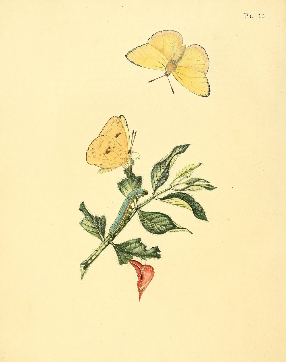 Phoebus senna (mint syn. Papilio hyperici) alkotó: Jan Sepp