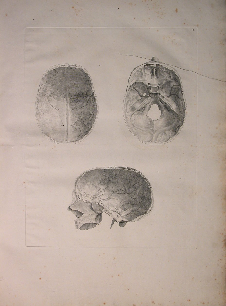 Albinus II, Pl. III, Koponyacsont, illusztráció a „Tables of human bones”-ból, Bernhard Siegfried Albinus (1697-1770), kiadó: J.undH. Verbeek, bibliop. 1753, Leiden, 1753 alkotó: Jan Wandelaar
