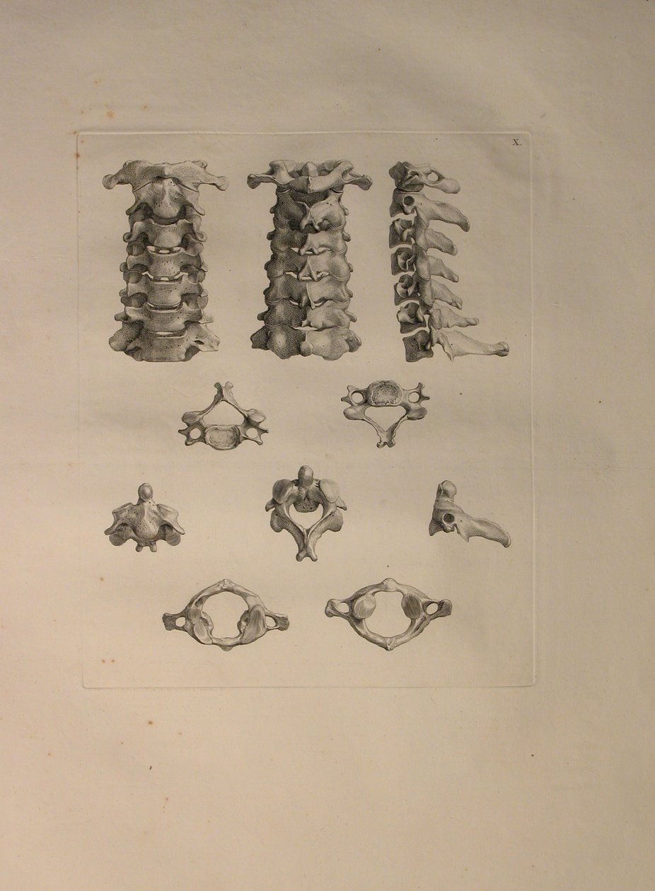 Albinus II, Pl. X: Nyakcsigolya, illusztráció az „Emberi csontok táblázataiból”, Bernhard Siegfried Albinus (1697-1770), kiadó: J.undH. Verbeek, bibliop. 1753, Leiden, 1729-1753 alkotó: Jan Wandelaar