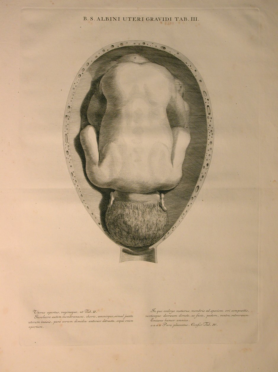 Albinus, Uterus, Pl. III, illusztráció az „Emberi csontok táblázataiból”, Bernhard Siegfried Albinus (1697-1770), kiadó: J.undH. Verbeek, bibliop., Leiden, 1748 alkotó: Jan Wandelaar