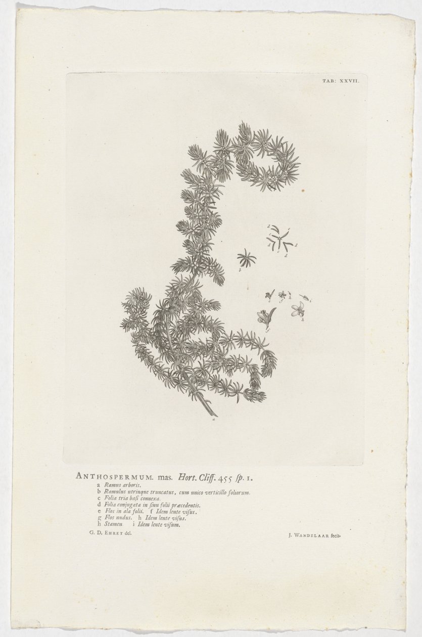 Anthospermum aethiopicum Anthospermum hím. Kert. Szikla. 455 sp. 1 (cím az objektumon) alkotó: Jan Wandelaar
