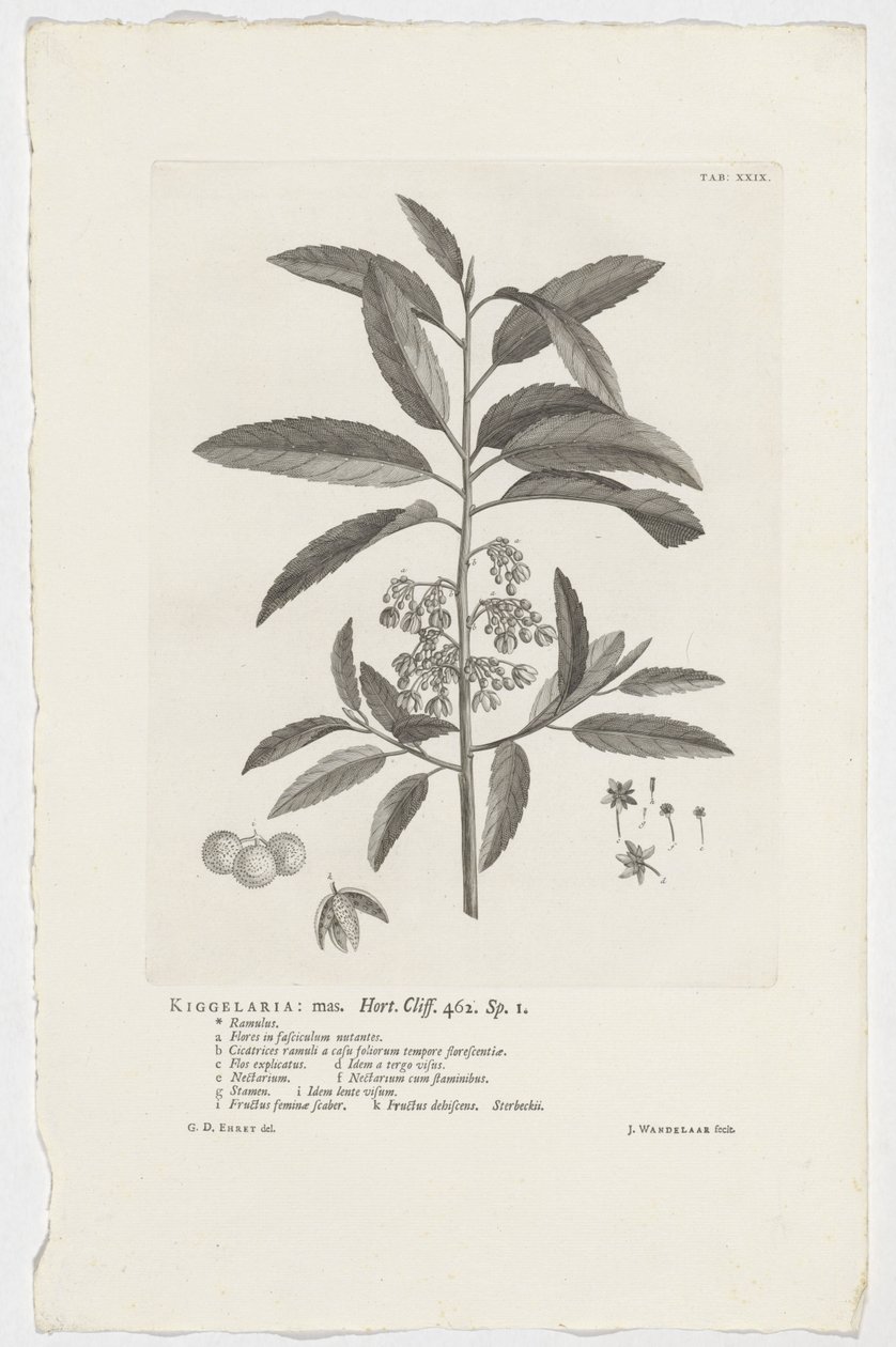 Kiggelaria africana Kiggelaria: mas. Hort. Szikla. 462. sp. 1 (cím az objektumon) alkotó: Jan Wandelaar