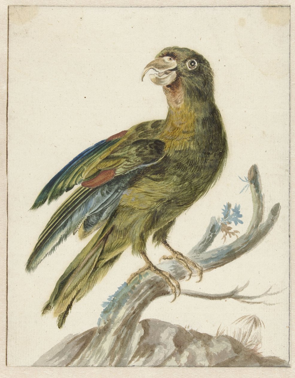 Ara papagáj alkotó: Jan Baptist Weenix