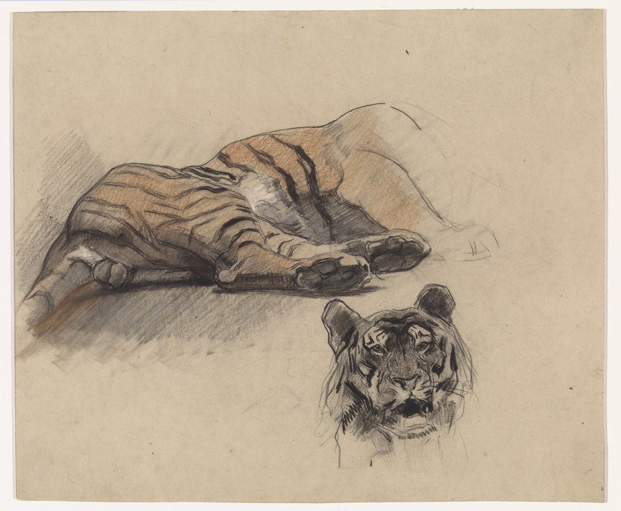 Fekvő tigris, és egy tigris feje alkotó: Jan van Essen