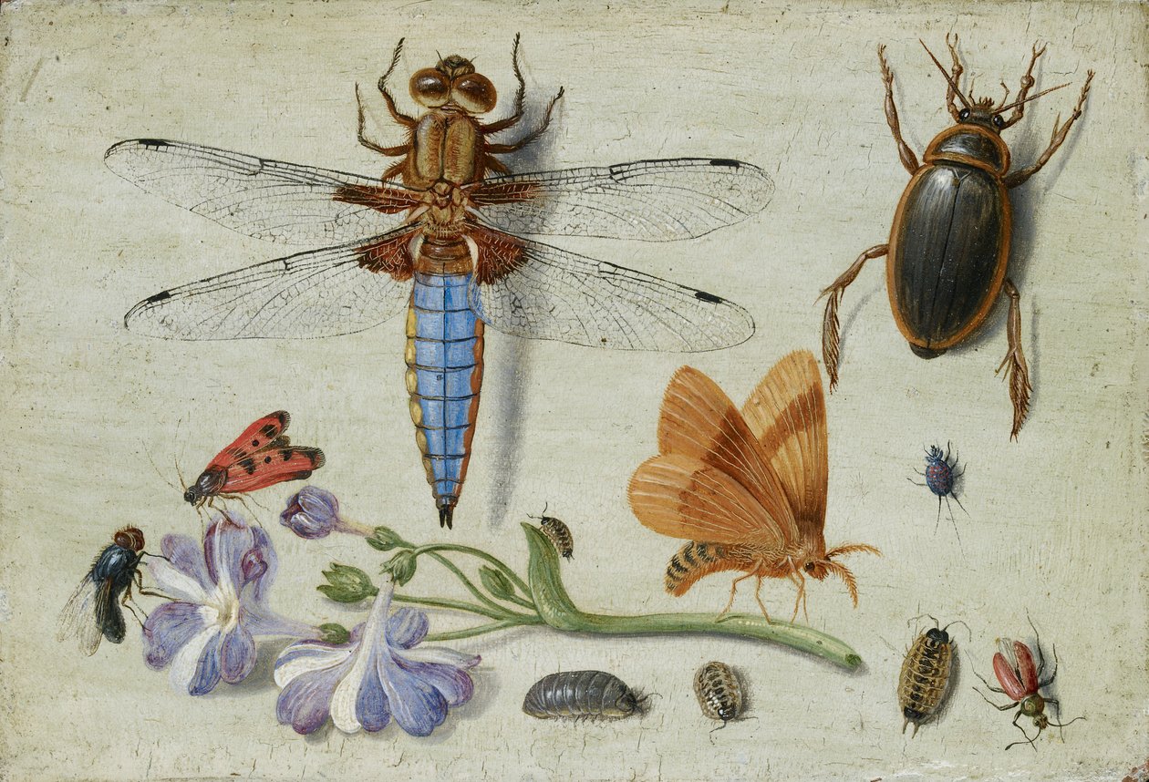 Egy kakaskakas, bogár, tetű és más rovarok, auricula ágával, 1650-es évek eleje alkotó: Jan van Kessel