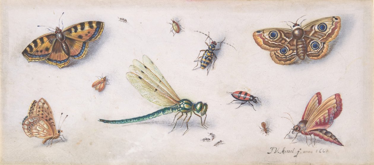 Rovarok, pillangók és szitakötő, 17. század. alkotó: Jan van Kessel