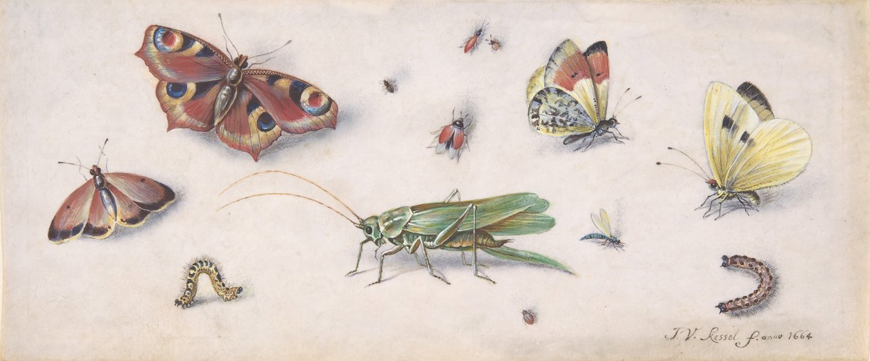 Rovarok, pillangók és egy szöcske, 17. század. alkotó: Jan van Kessel