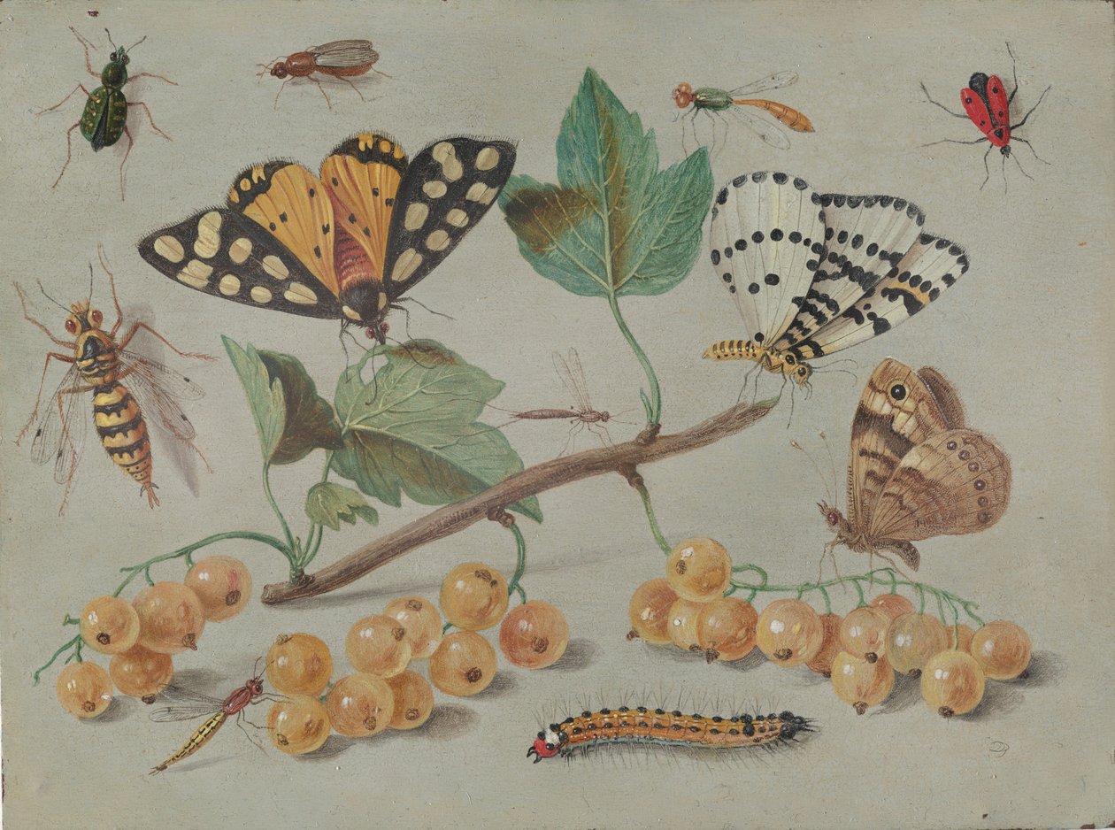 Tanulmány a pillangókról és a rovarokról, c. 1655. alkotó: Jan van Kessel