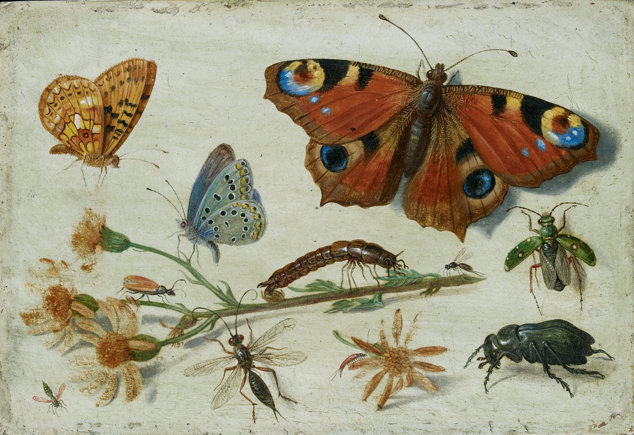 Három pillangó, egy bogár és más rovarok parlagfű kivágással, 1650-es évek eleje alkotó: Jan van Kessel