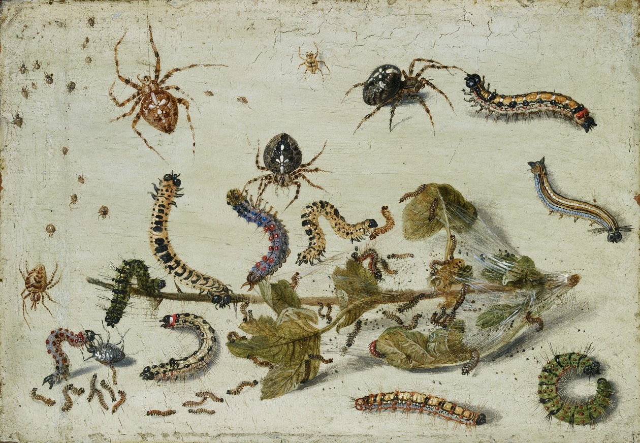 Különféle pókok és hernyók, egy egres ággal, az 1650-es évek eleje alkotó: Jan van Kessel