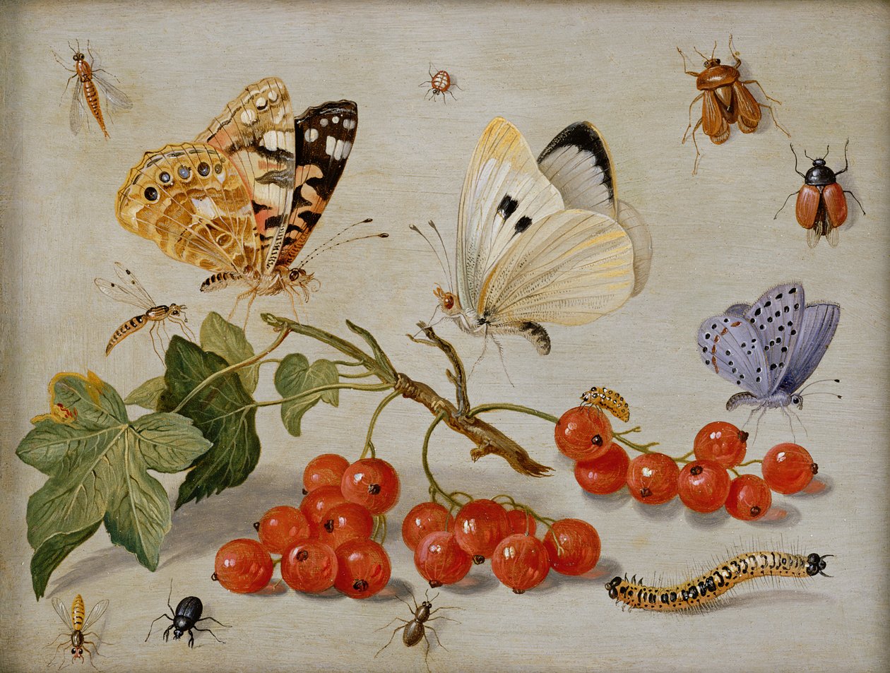 Csendélet piros ribizli, lepkék, bogarak, hernyók és rovarok ágával (olaj, réz) alkotó: Jan van Kessel the Elder