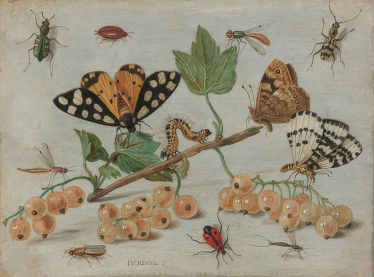 Rovarok és gyümölcsök. 1660-65 körül alkotó: Jan van Kessel the Elder