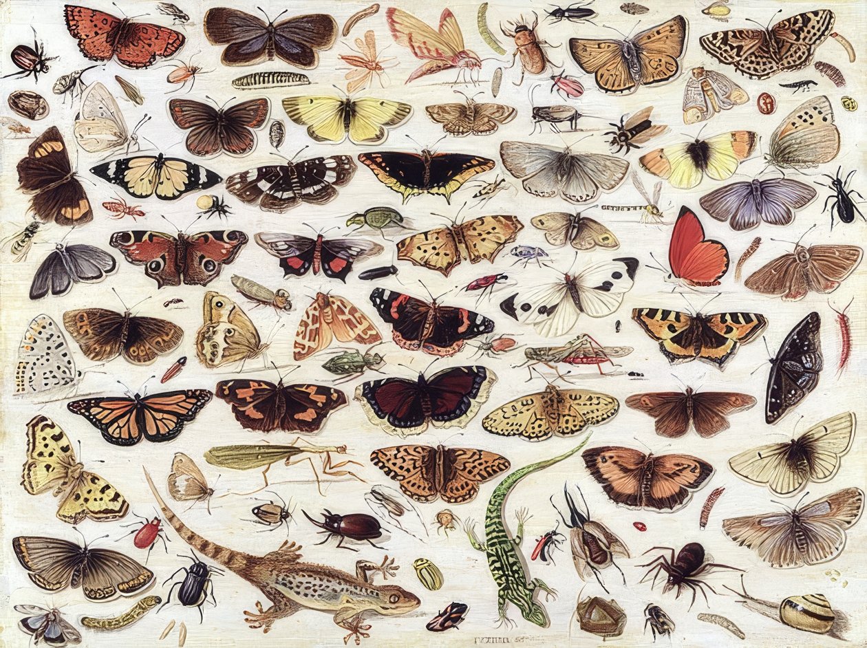 Pillangók és más rovarok tanulmányozása. 1657 alkotó: Jan van Kessel the Elder