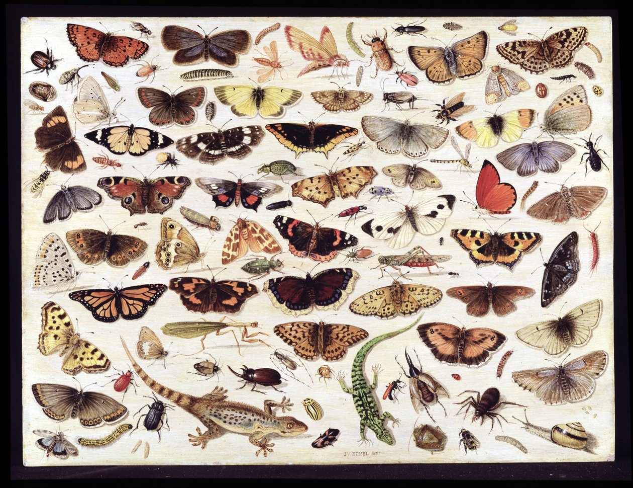 Pillangók és más rovarok tanulmányozása alkotó: Jan van Kessel the Elder
