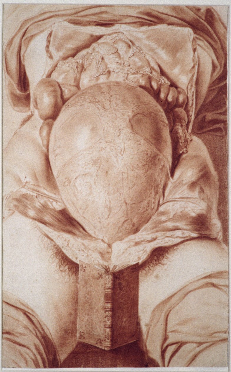 MS Hunter 658 XXVI. tábla Rajz William Hunter (1718-83) „A Human Gravid Uterus anatómiája” című művéből, 1774 (kréta papíron) alkotó: Jan van Rymsdyk