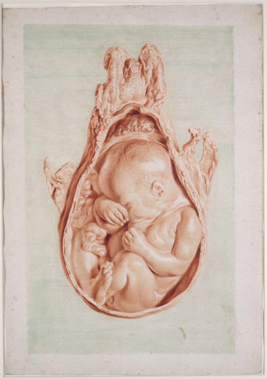 Ms Hunter 658 XII. tábla Rajz William Hunter (1718-83) „Az emberi gravid méh anatómiája” című művéhez, 1774 (kréta papíron) alkotó: Jan van Rymsdyk