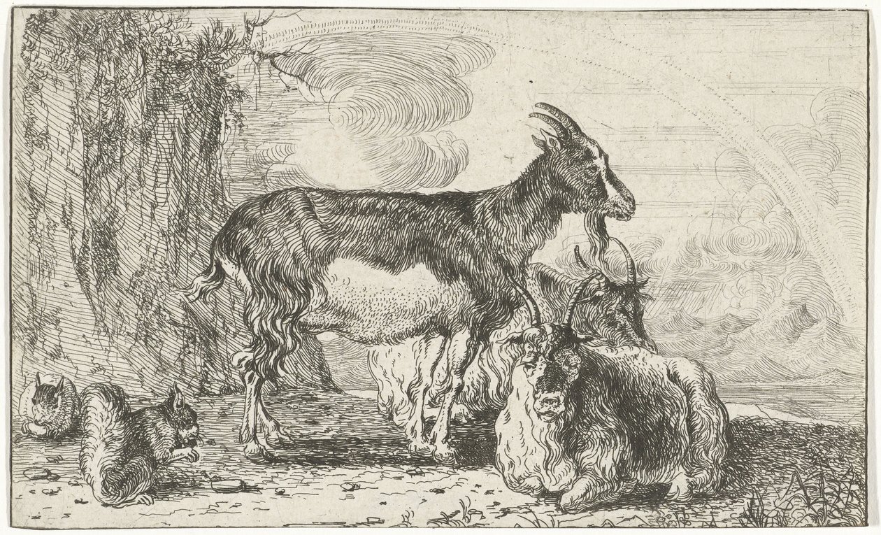 Kecske Állatok (sorozat címe) Zoographiam (sorozat címe) alkotó: Jan van den Hecke