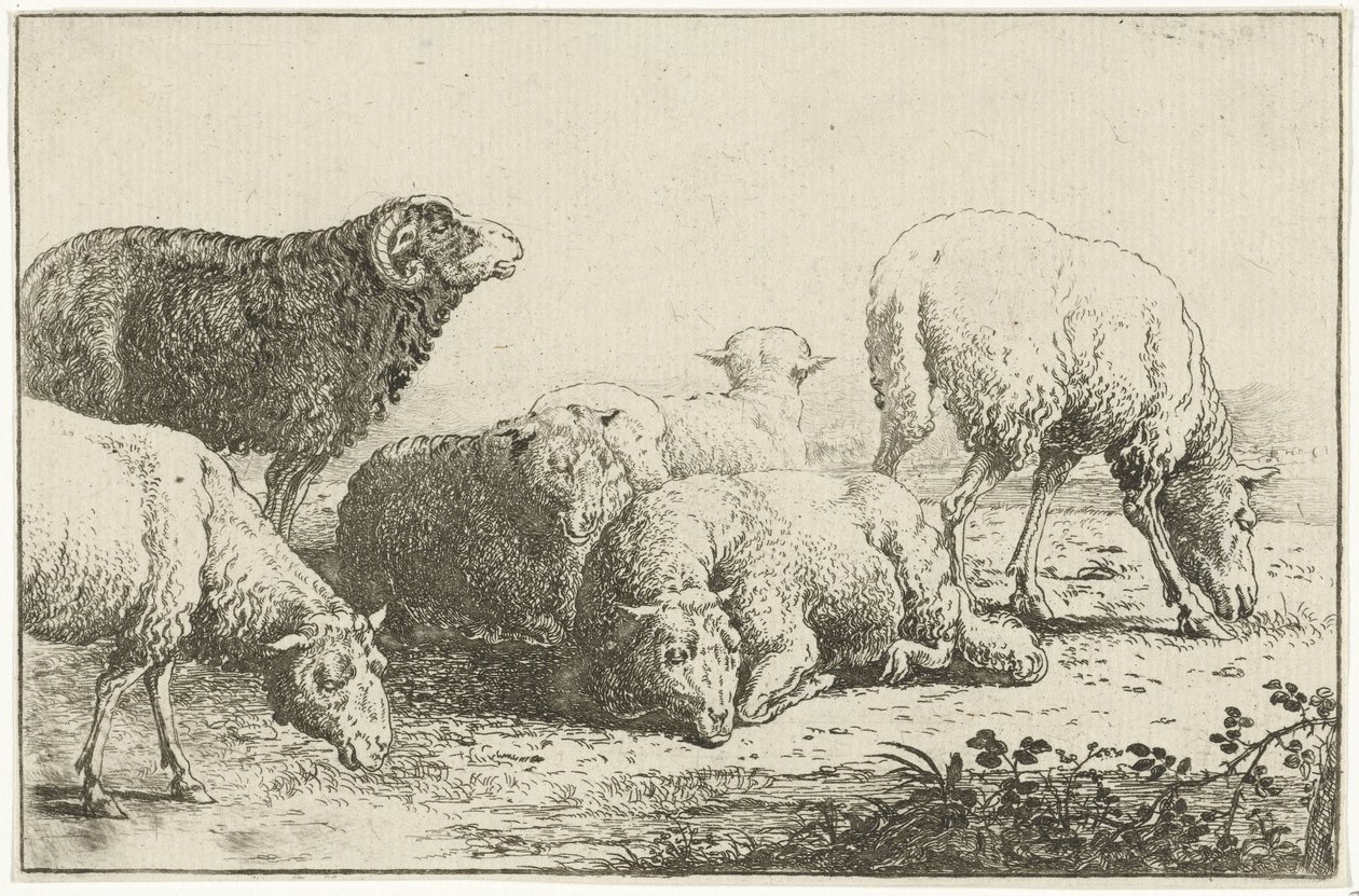 Juh Állatok (sorozat címe) Zoographiam (sorozat címe) alkotó: Jan van den Hecke