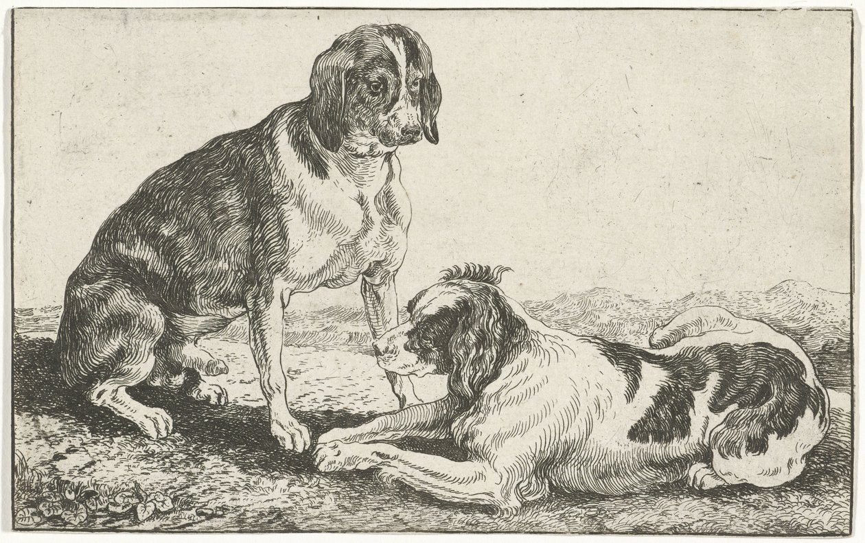 Két pihenő kutya Állatok (sorozat címe) Zoographiam (sorozat címe) alkotó: Jan van den Hecke