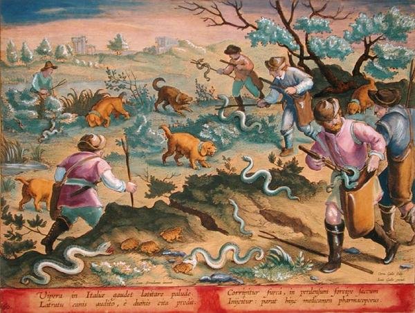 Varangyokat evő olasz viperák, 60-as tányér a „Venationes Ferarum, Avium, Piscium” (Vadászat: Vadállatok, madarak, halak) könyvéből, Jan Collaert (1566-1628) metszete, Phillipus Gallaeus Amszterdam (kézzel színezett metszet) alkotó: Jan van der Straet