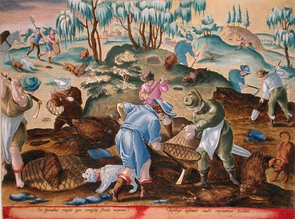 Disznók kiásása és befogása, 54-es tábla „Venationes Ferarum, Avium, Piscium” (Vadászatról: Vadállatok, madarak, halak), Jan Collaert (1566-1628) metszete, Phillipus Gallaeus Amszterdam (kézzel színezett metszet) alkotó: Jan van der (1523 1605) (after) Straet