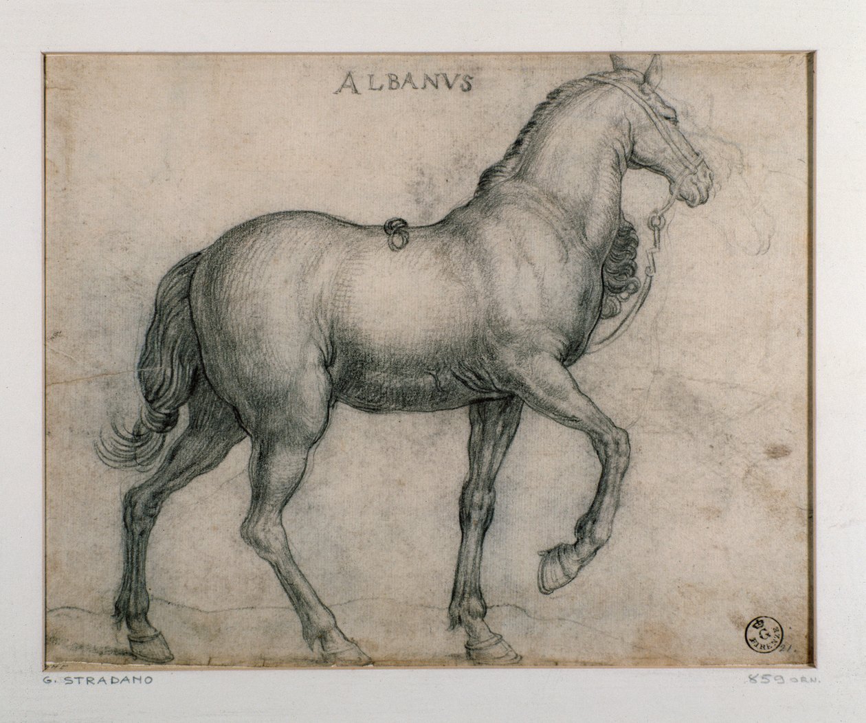 Tanulmány lóhoz Giovanni Stradano (Jan van der Straet) rajza (1523-1605) Firenze, Nyomtatási és Rajzok Tanszék, Uffizi (Irodák) alkotó: Jan van der Straet