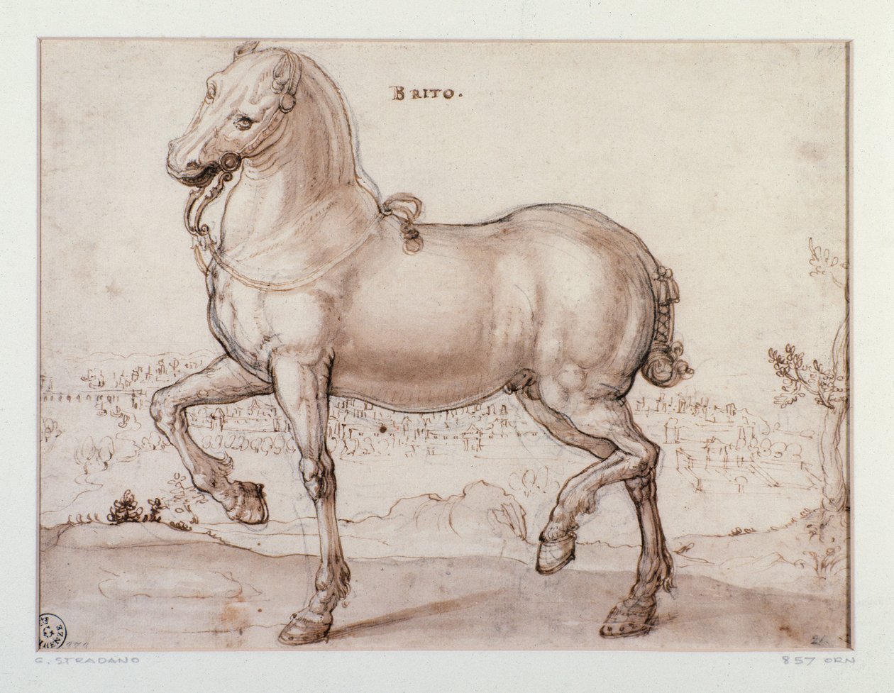 Tanulmány lóhoz Giovanni Stradano (Jan van der Straet) rajza (1523-1605) Firenze, Nyomtatási és Rajzok Tanszék, Uffizi (Irodák) alkotó: Jan van der Straet