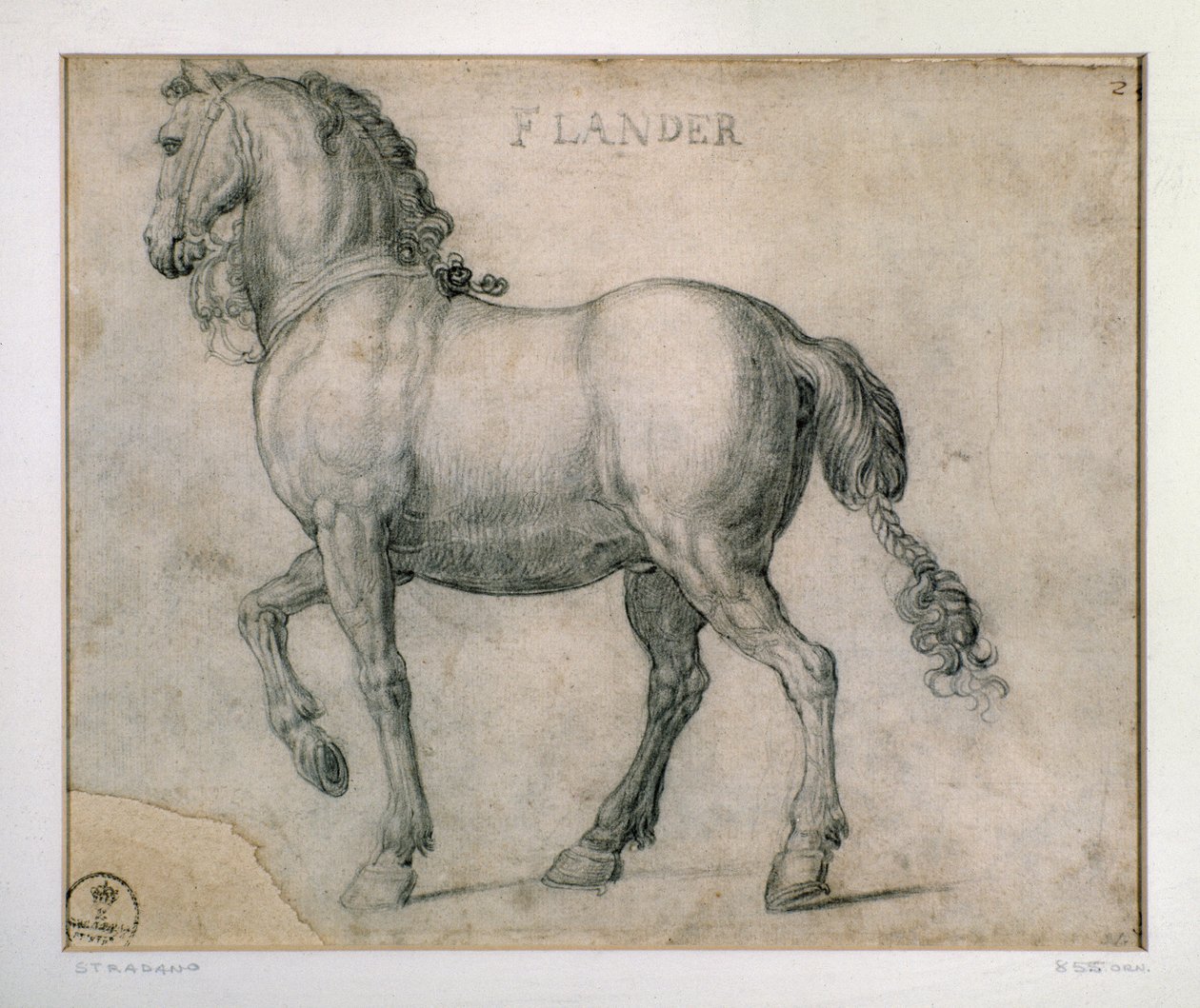 Tanulmány egy flandriai lóról Giovanni Stradano (Jan van der Straet) rajza (1523-1605) Firenze, Nyomtatási és Rajzok Tanszék, Uffizi (Irodák) alkotó: Jan van der Straet
