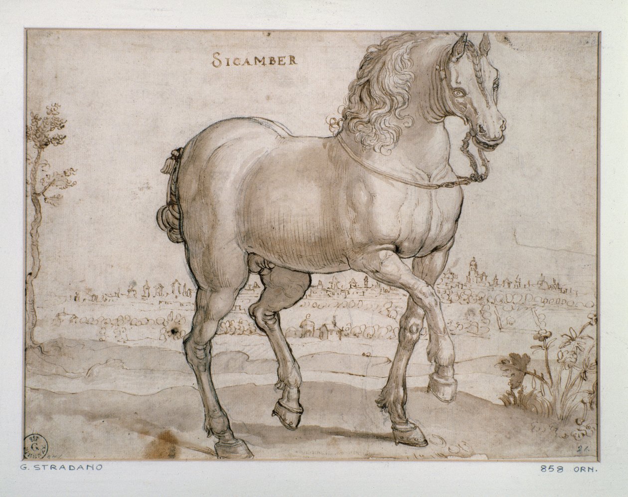 Tanulmány egy sicamber ló számára Giovanni Stradano (Jan van der Straet) rajza (1523-1605) Firenze, Nyomtatási és Rajzok Tanszék, Uffizi (Irodák) alkotó: Jan van der Straet