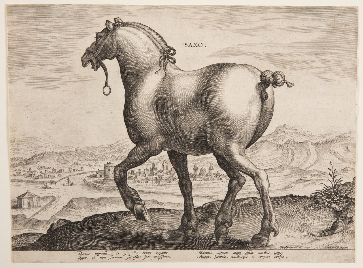 Egy szász ló, az "Equile Joannis Austriaci" első sorozatából alkotó: Jan van der Straet, called Stradanus