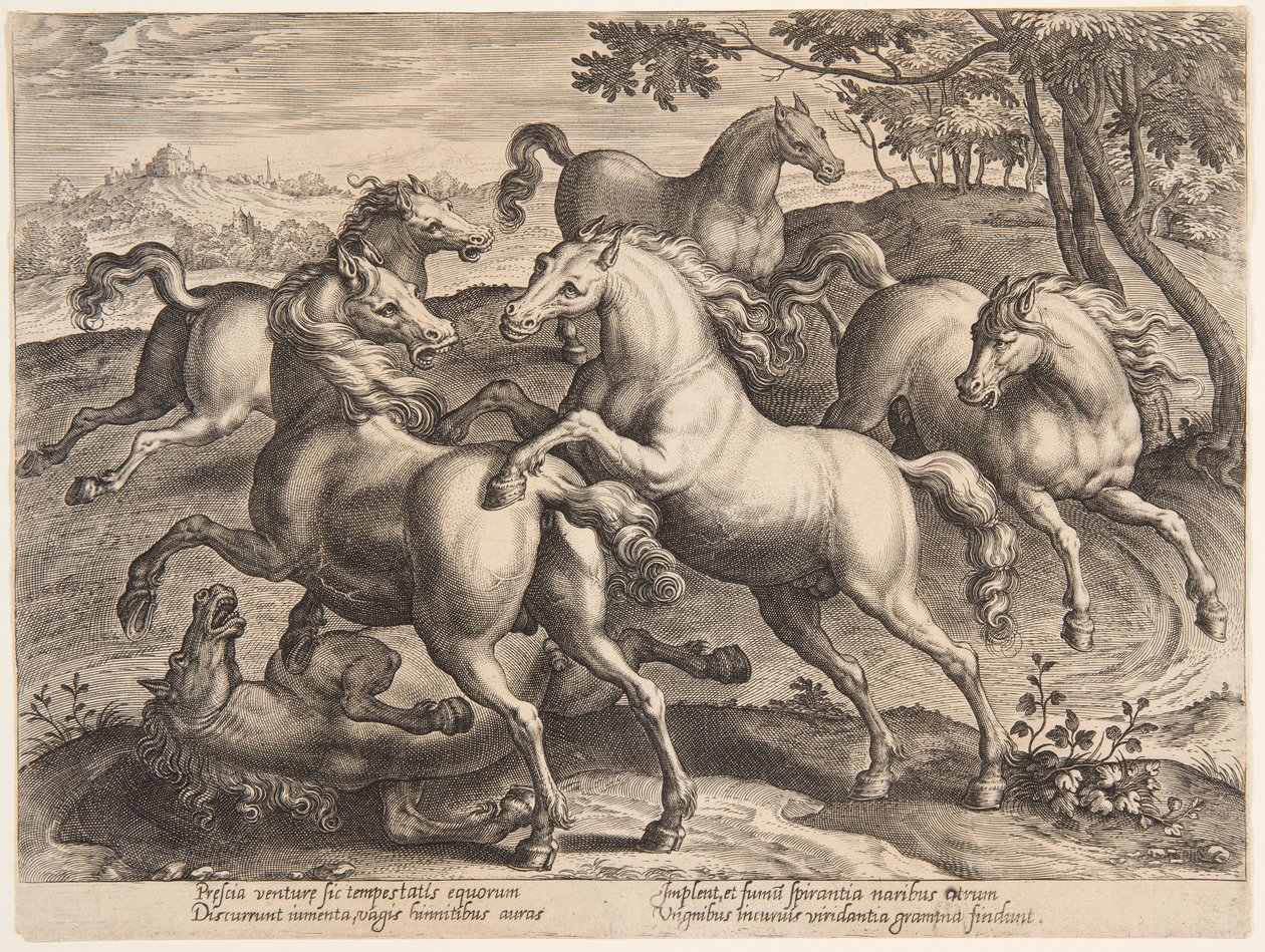 Fighting Horses, az "Equile Joannis Austriaci" negyedik sorozatából alkotó: Jan van der Straet, called Stradanus