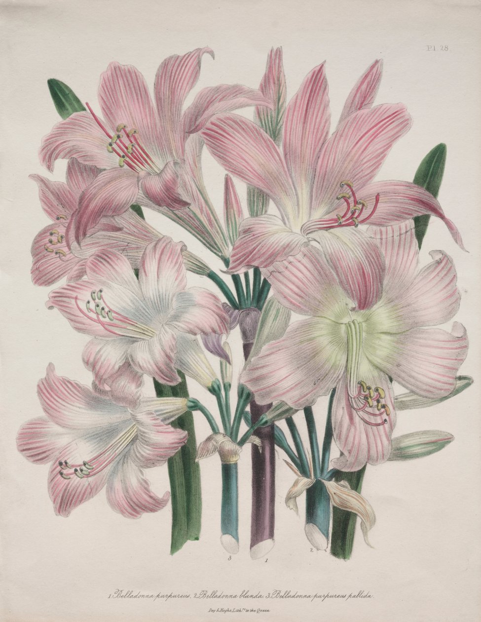 Belladonna Lily: Amaryllis belladonna alkotó: Jane Loudon