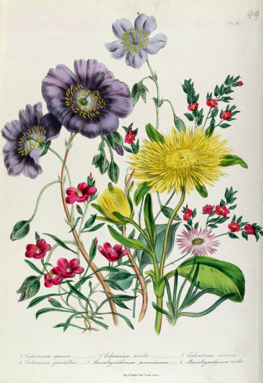 Calandrinia, 18. tábla a „The Ladies