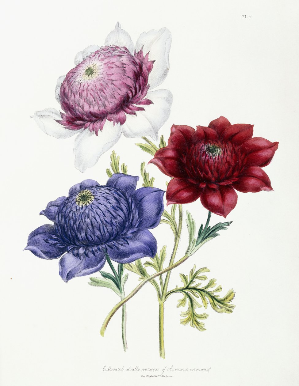 Az Anemone coronarial kettős fajtáit termesztették, 1843-49 alkotó: Jane Loudon